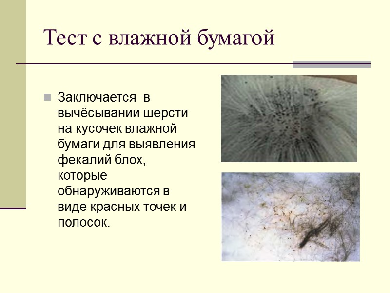 Тест с влажной бумагой  Заключается  в вычёсывании шерсти на кусочек влажной бумаги